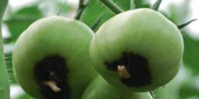 les secrets pour distinguer le cul noir de la tomate de l'alternariose