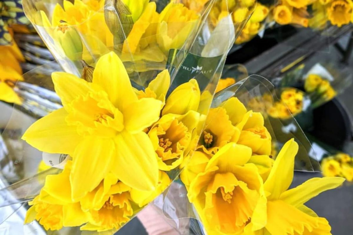 Truffaut et l'Institut Curie unissent leurs forces dans la lutte contre le cancer