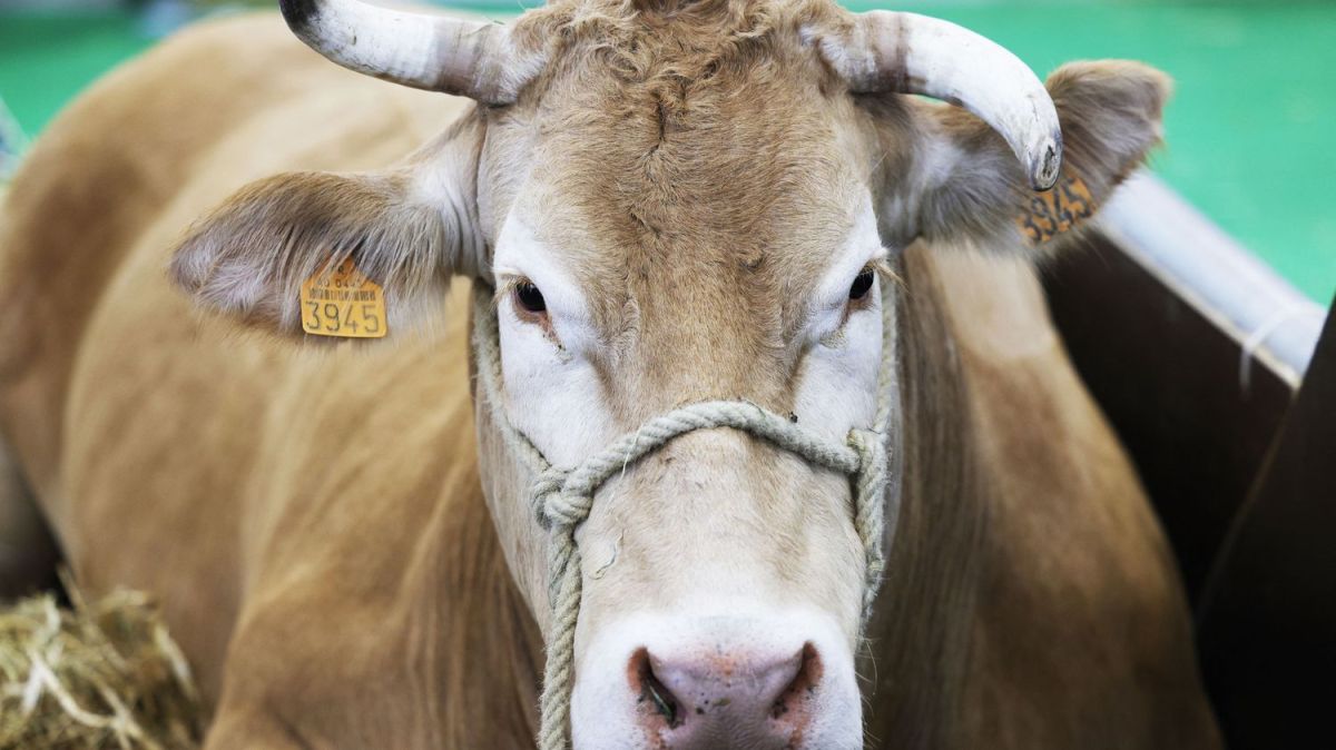 Un Salon de l'agriculture historique sans bovins en 2026