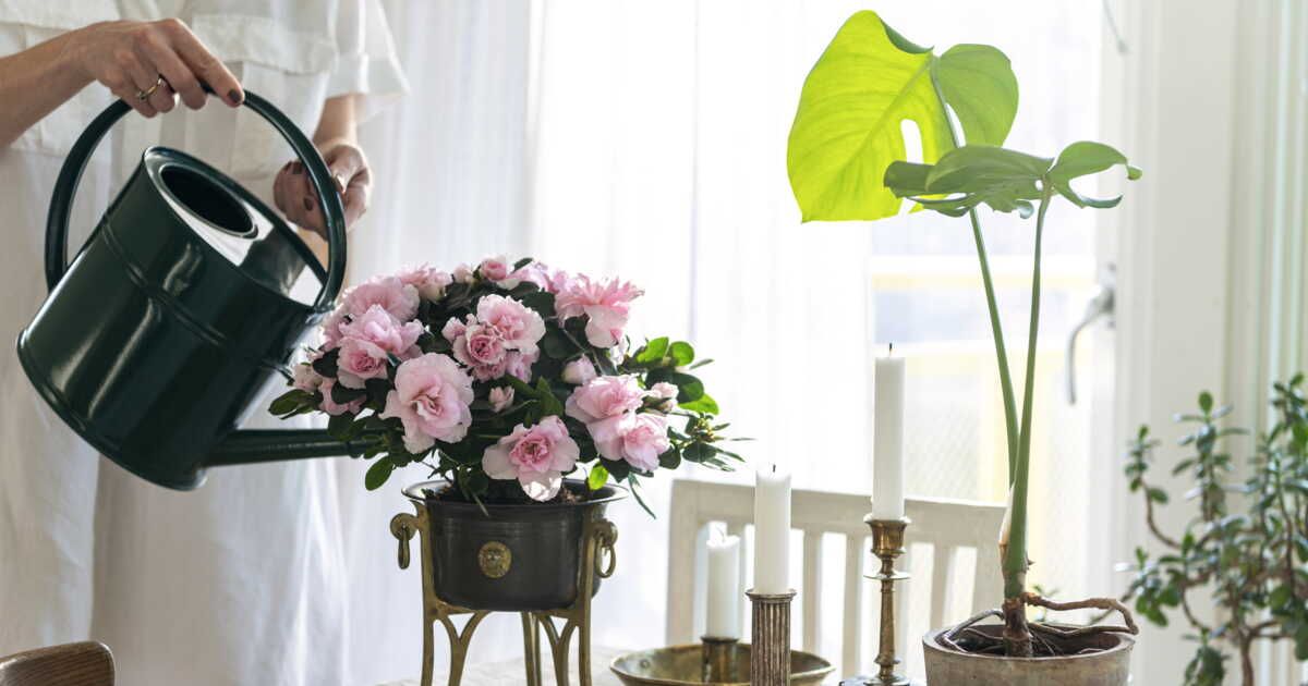 L'azalée, l'ami des fleurs : astuces pour une floraison éclatante