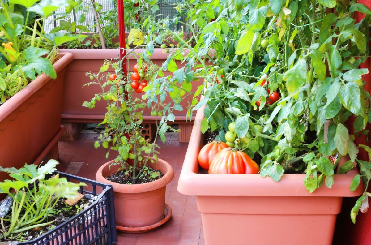 Cultiver son potager de balcon : astuces pour réussir en milieu urbain