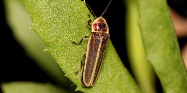 La luciole sud-américaine : un ravageur insoupçonné en France
