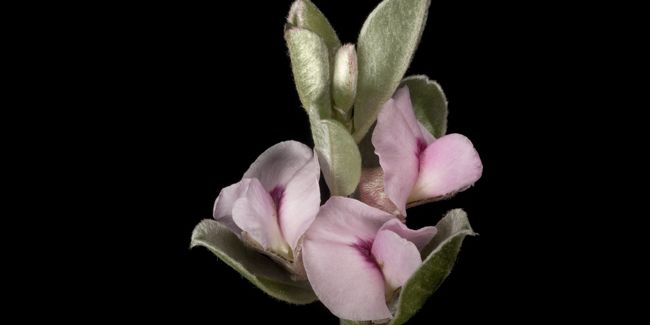 Le buisson de satin (Podalyria sericea), un trésor botanique
