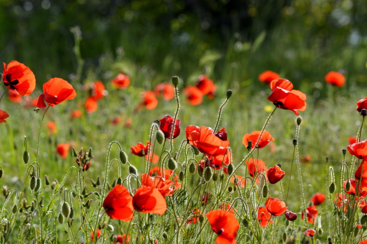Découvrez comment cueillir des coquelicots tout en préservant leur beauté