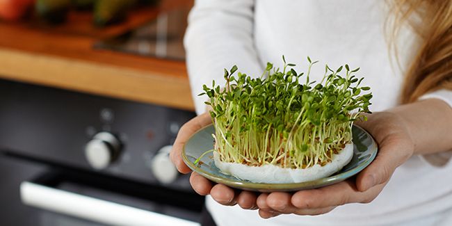 Démystifier les micropousses : un superaliment à portée de main