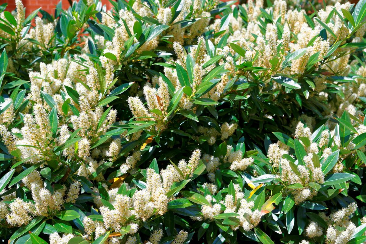 Itea de Virginie : le secret d'un jardin vibrant en toutes saisons