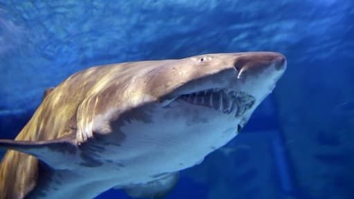 Tragédie d'été : un garçon de 12 ans succombe à une attaque de requin en Australie