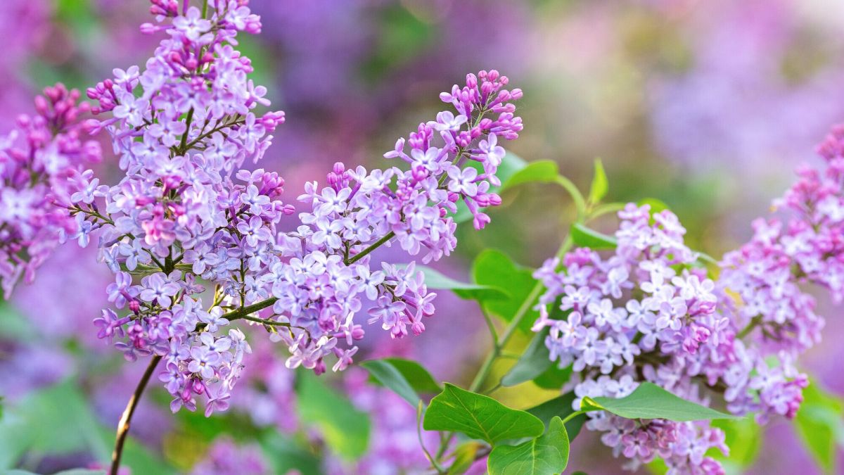 Pourquoi les feuilles de votre lilas roulent-elles ?
