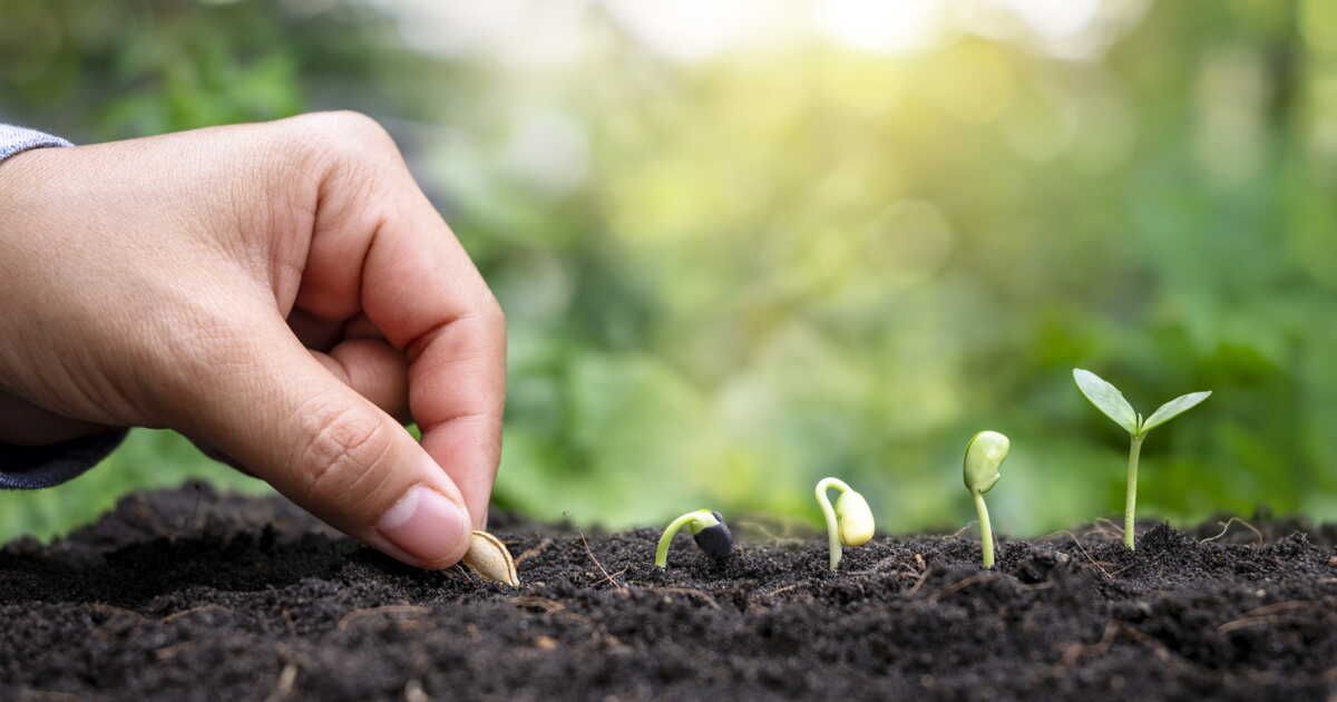 Semer avec la lune : guide ultime pour un jardin florissant