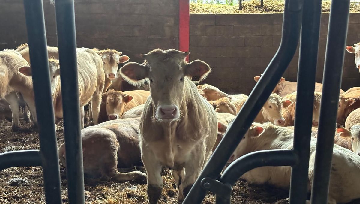 Couple d'éleveurs en détresse : 600 veaux à la merci des restrictions sanitaires