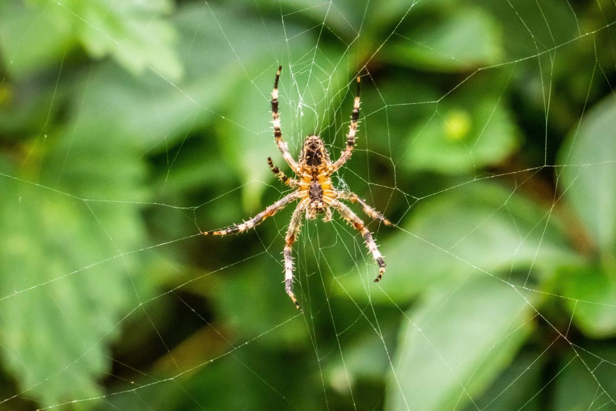 Évitez les araignées chez vous grâce à ces astuces simples pour le jardin