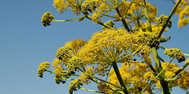 Férule (Ferula communis), le fenouil géant