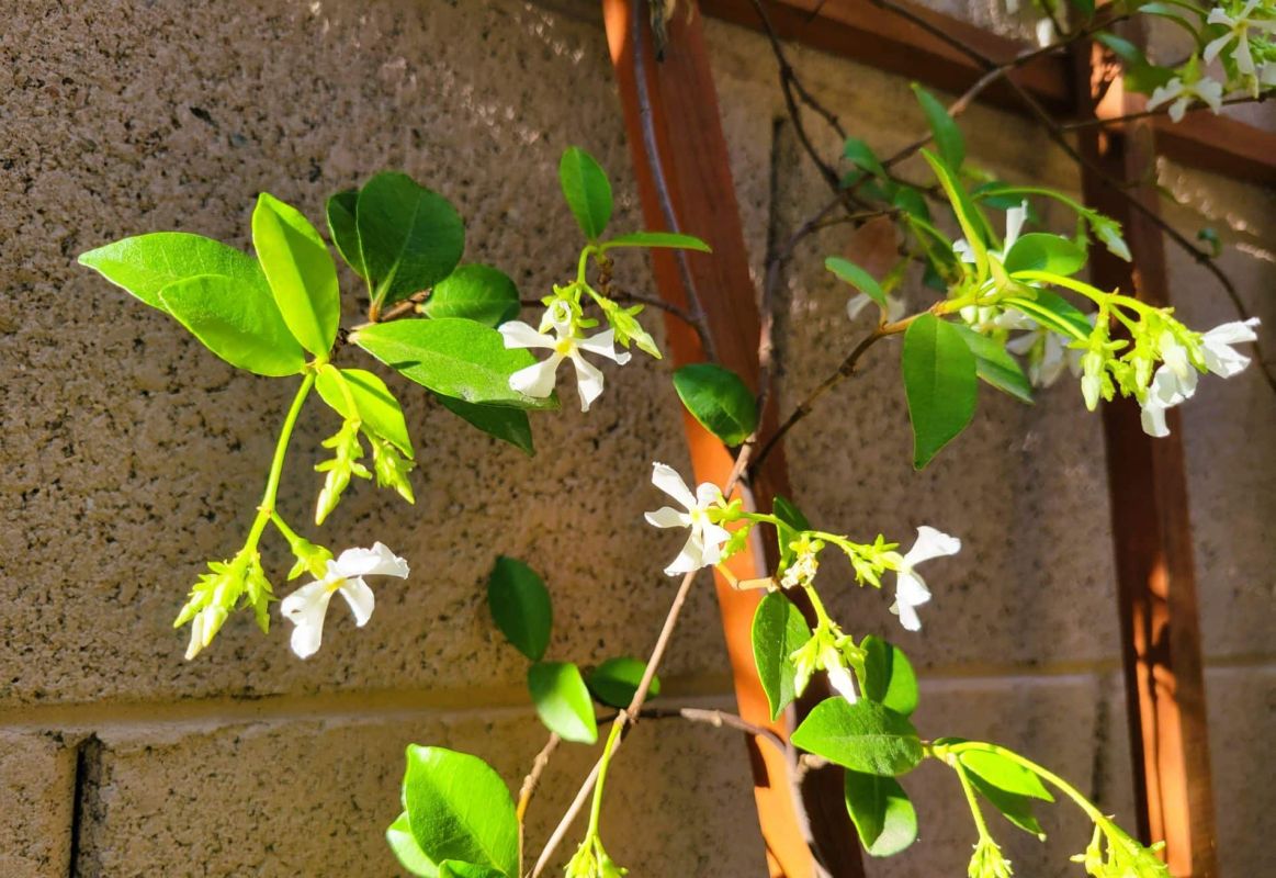 les secrets pour tailler le jasmin grimpant avec succès