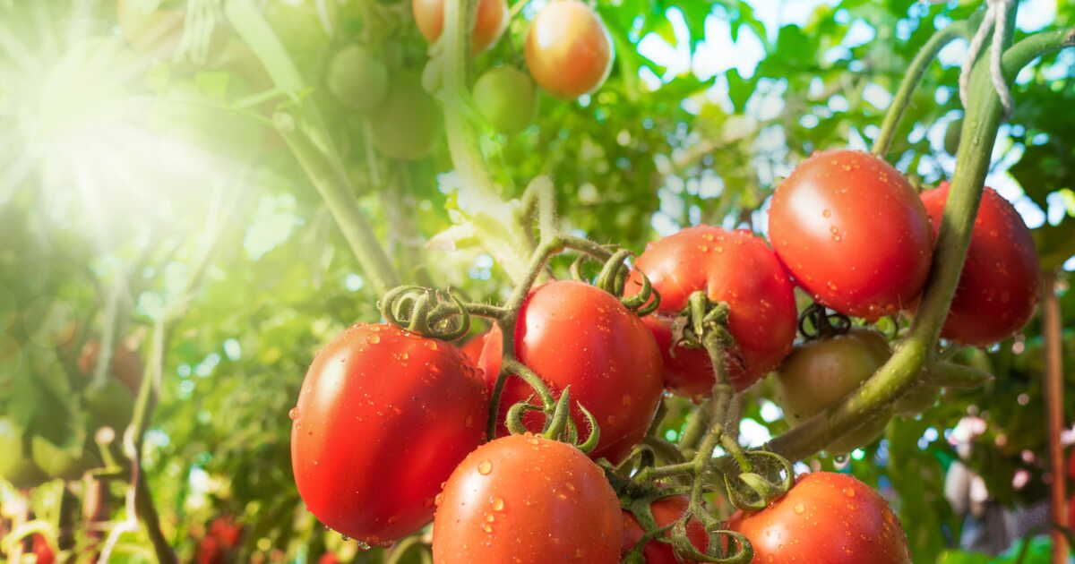 potager et canicule : 6 gestes essentiels pour protéger vos cultures