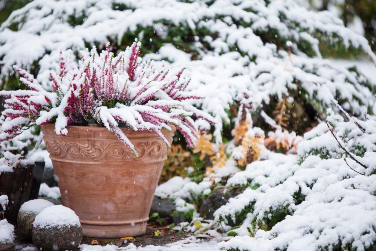 Pourquoi la neige est l'alliée insoupçonnée de votre jardin