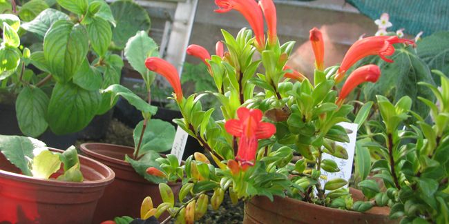 aeschynanthe : la gracieuse retombante qui colore l'intérieur