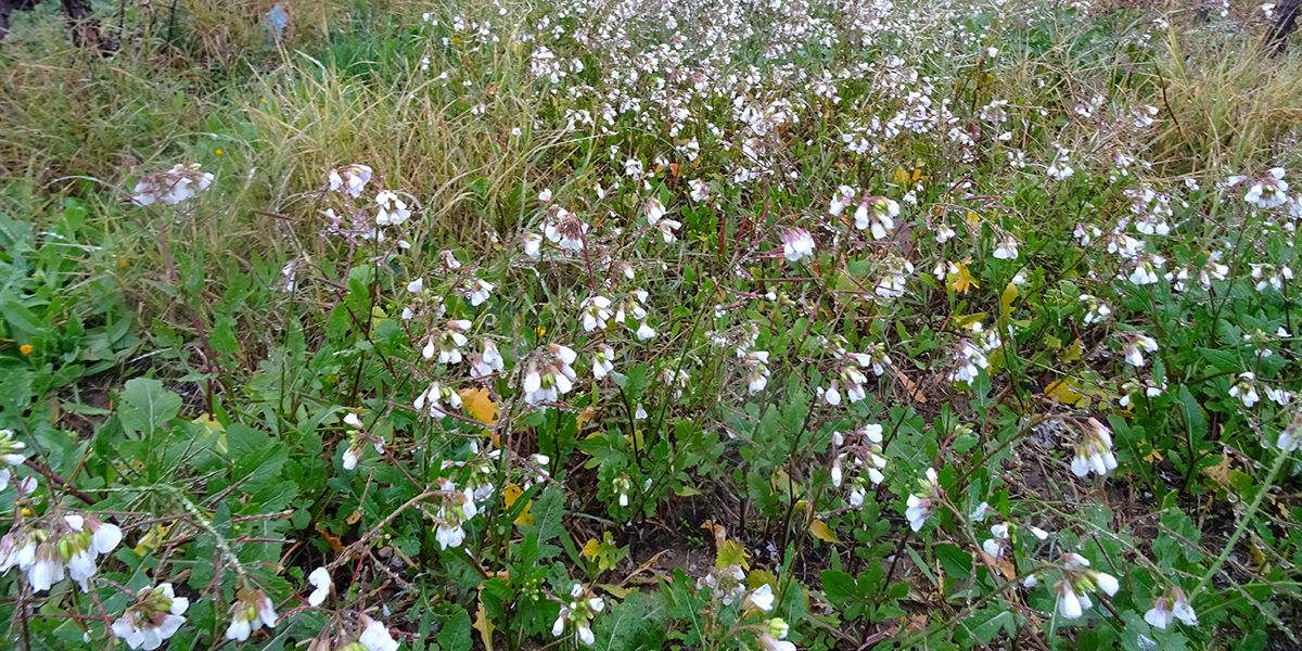 roquette sauvage : saveur piquante et conseils pour la cultiver