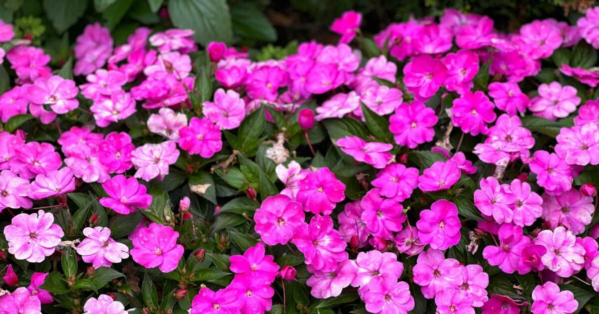 4 gestes essentiels pour des géraniums qui fleurissent tout l'été