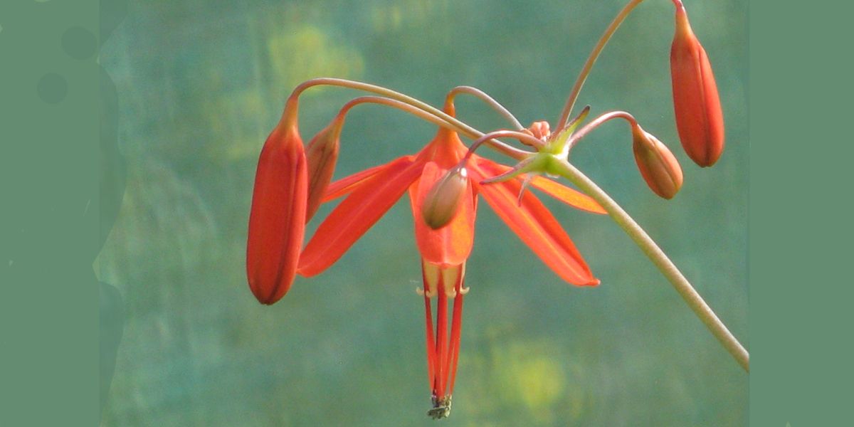 bessera elegans, la goutte de corail qui colore les jardins d'été