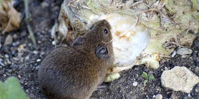 protéger votre potager des petits rongeurs : astuces efficaces et durables
