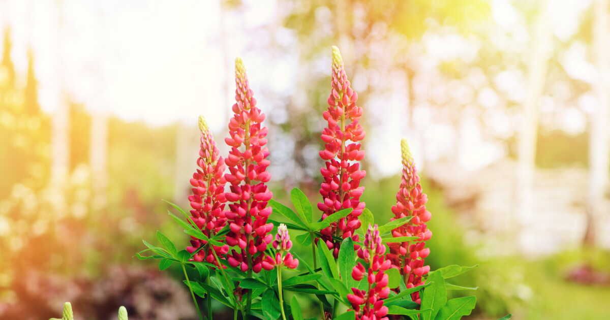 lupins au jardin : quand les planter pour des épis généreux