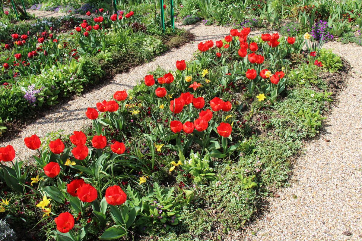 tulipes : quand et comment planter les bulbes pour une floraison réussie