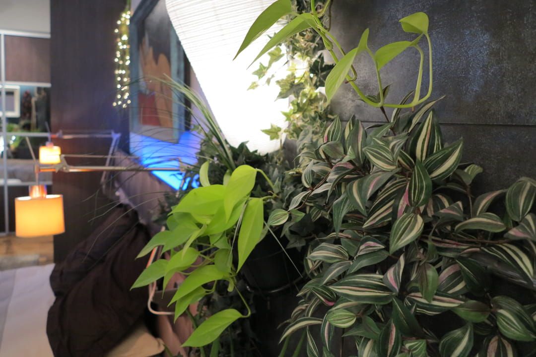 Choisir la bonne plante pour chaque pièce de la maison