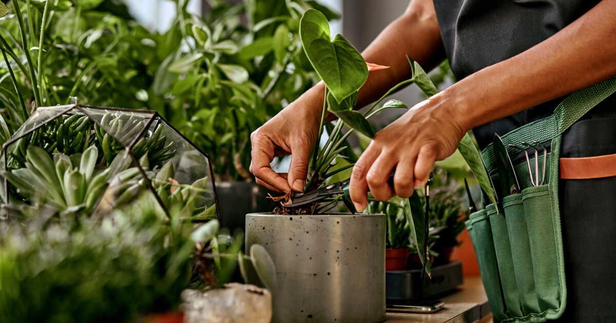 tailler ses plantes d'intérieur sans les abîmer : mode d'emploi
