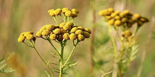 Découvrez les secrets de la tanaisie au potager