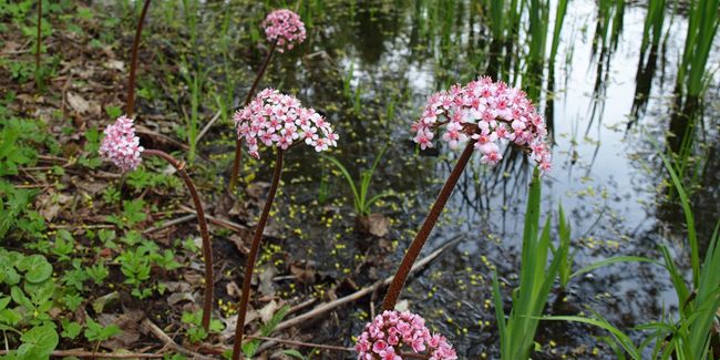 À la découverte de darmera pelté, la plante majestueuse des berges