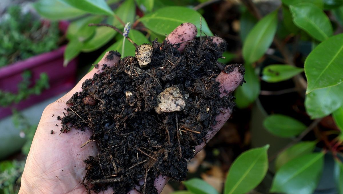 Baccarat s'alarme : campagne de dépistage du plomb pour les enfants