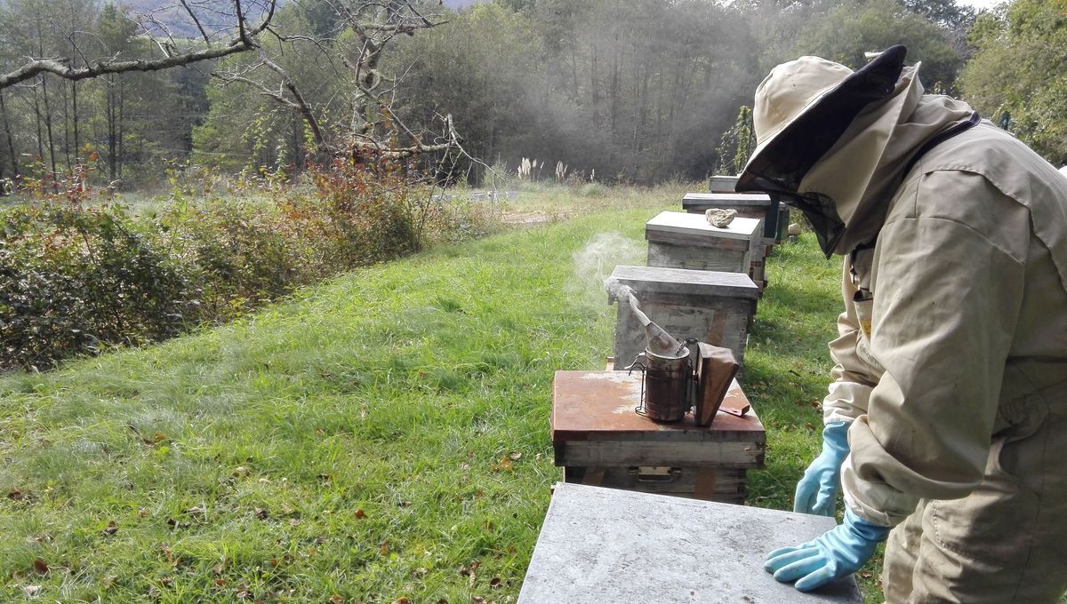 La préservation des abeilles noires : un enjeu vital en Euskal Herria