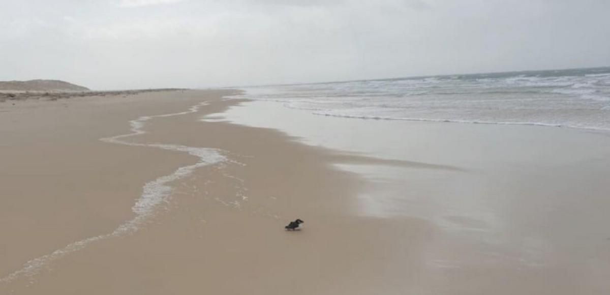 Une marée noire de macareux sur les plages d'Arcachon