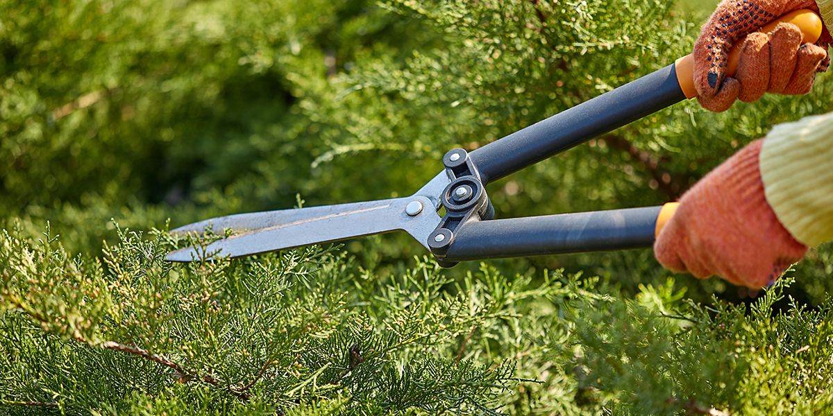 Tailler sa haie de thuyas : guide pratique pour un jardin parfait