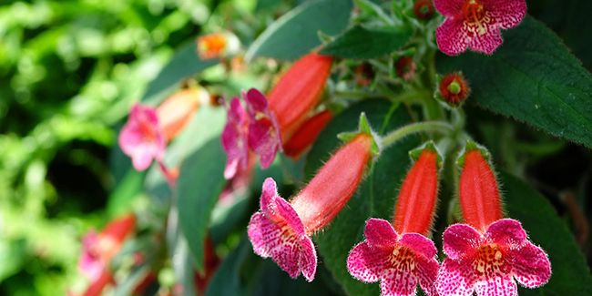 Découverte fascinante de la kohlerie aux fleurs de digitale