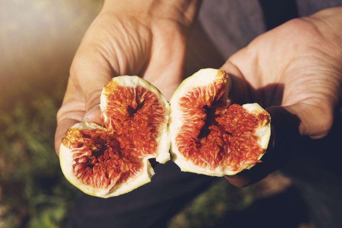 La guêpe cachée dans la figue : mythe ou réalité ?