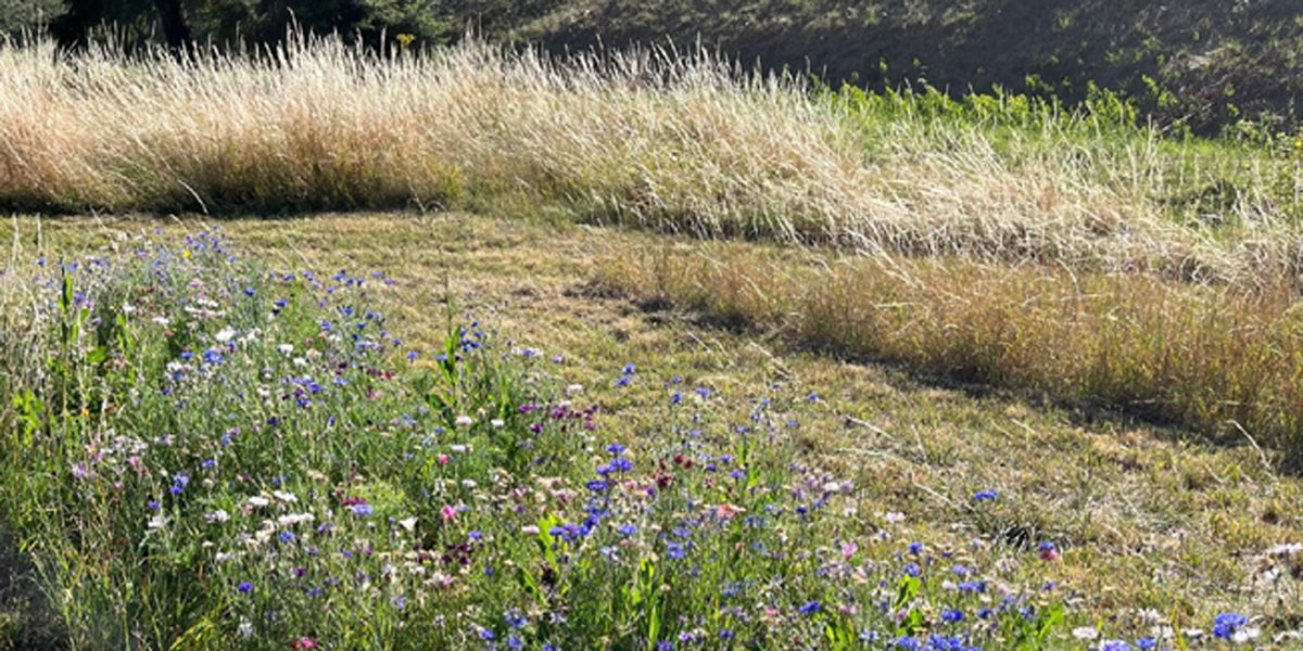 La tonte différenciée : vers une pelouse plus durable et esthétique