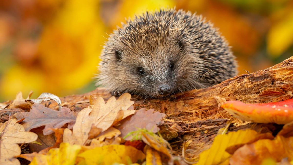 Que faire si un hérisson visite votre jardin à l'automne ?