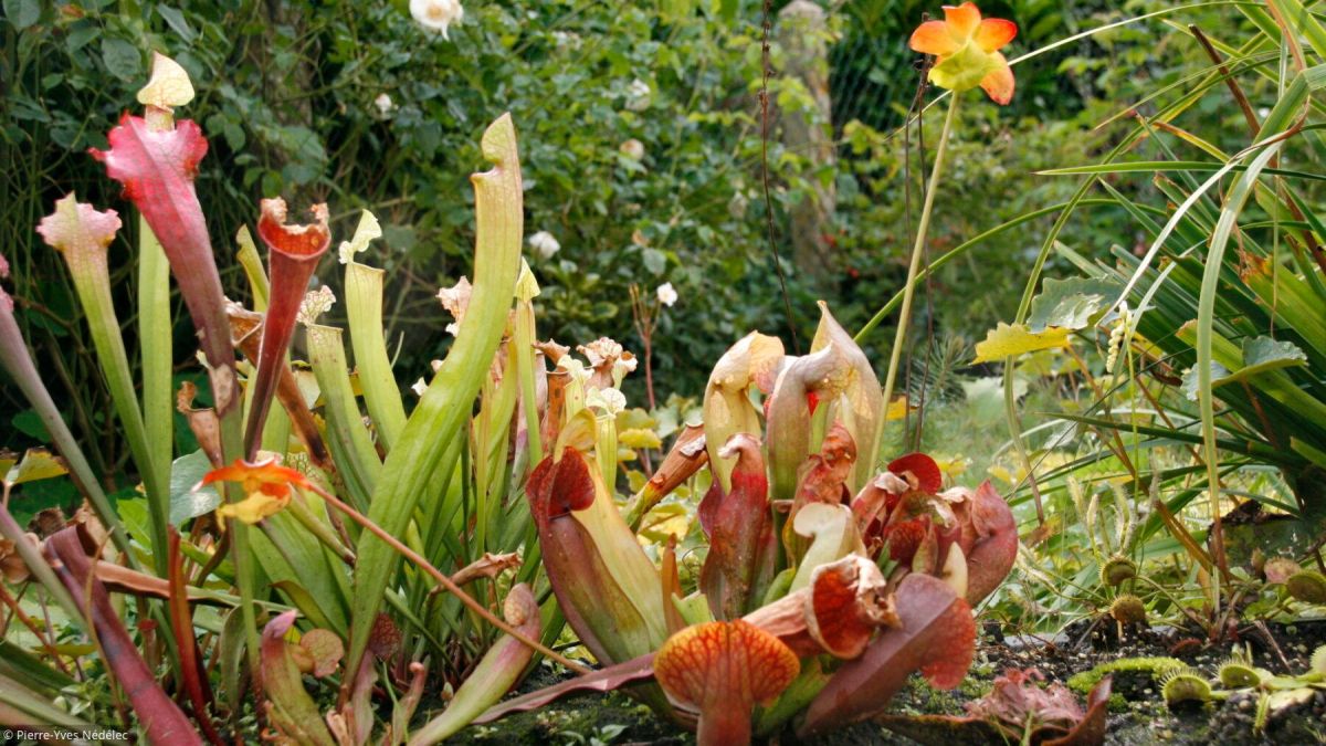 Découvrez l'univers fascinant des plantes carnivores