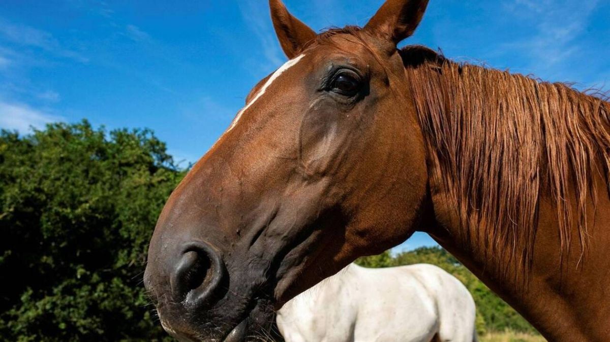 drame en bretagne : un cheval meurt dans un étang après la rupture de sa calèche