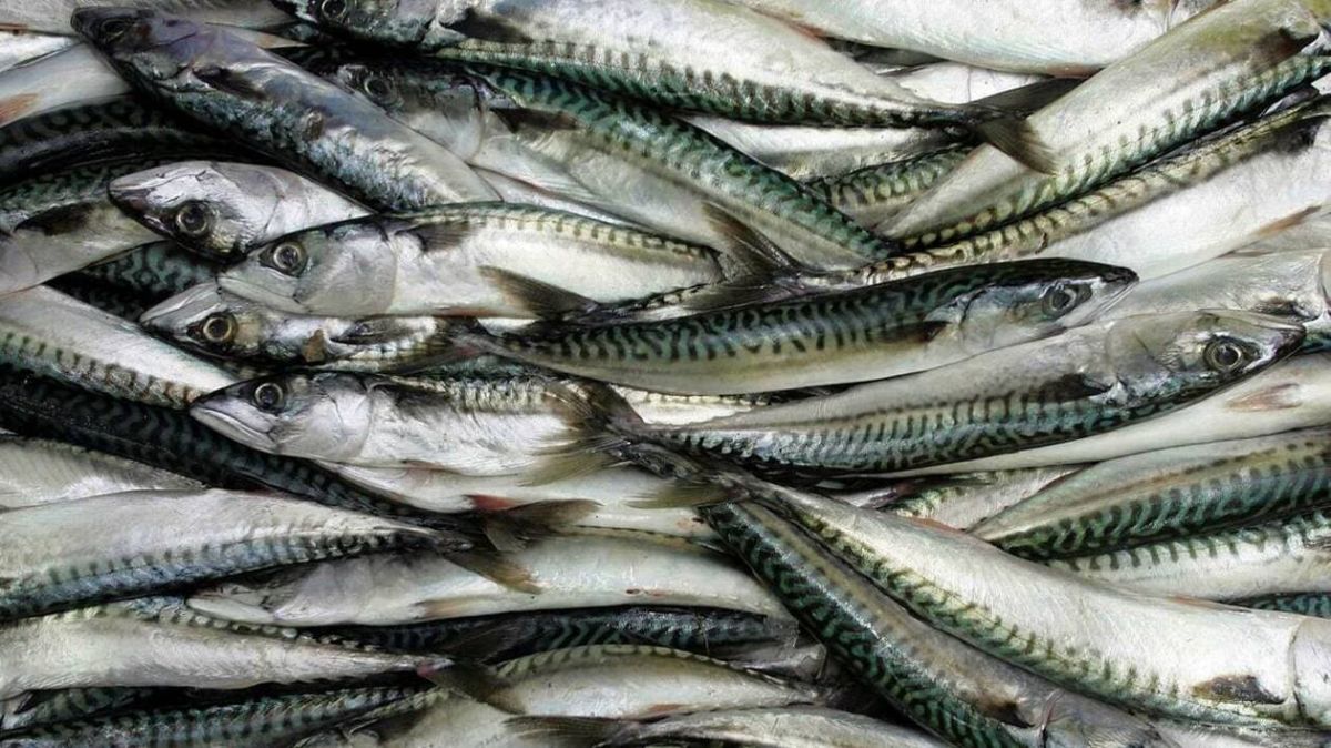 Des élus de la Manche et du Calvados interpellent le Premier ministre sur la pêche de loisir