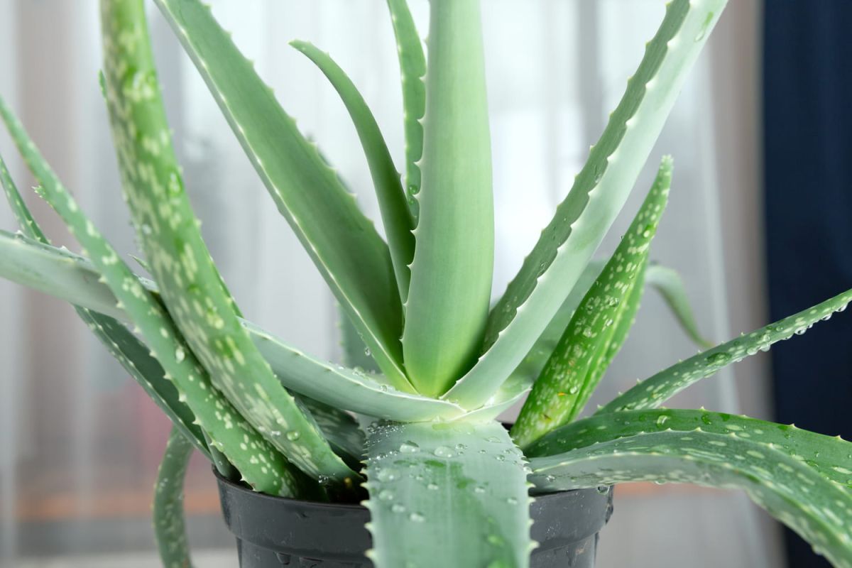 Réussir la bouture d'aloe vera : techniques et conseils indispensables