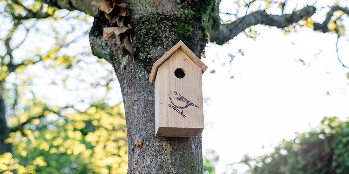 Comment protéger vos nichoirs à oiseaux des prédateurs ?