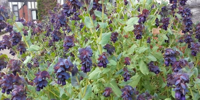 Cérinthe (Cerinthe major purpurascens) ou mélinet