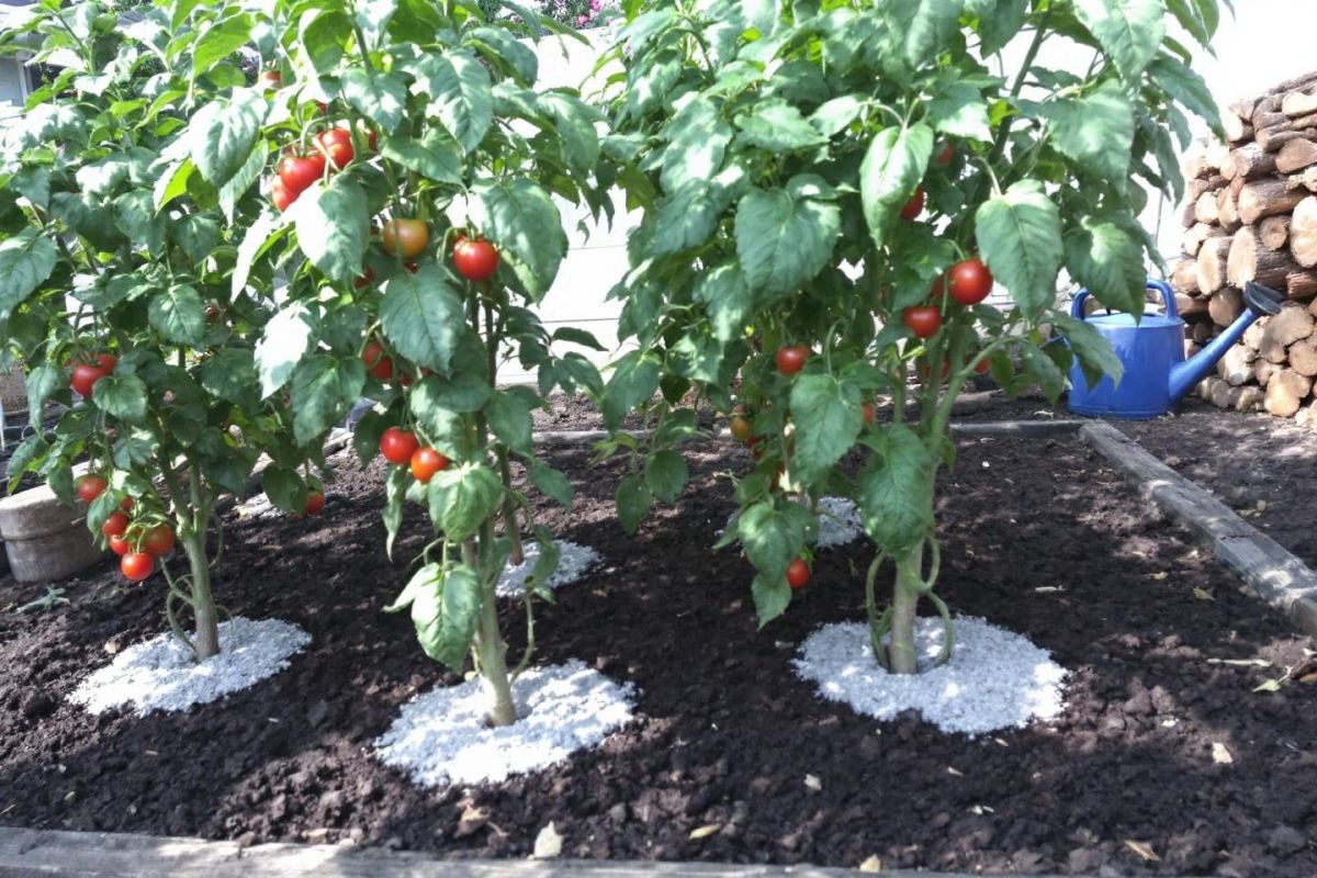 Le geste secret pour des tomates savoureuses cet été