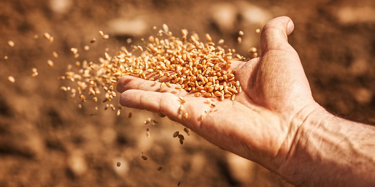 Le semis à la volée : maîtrisez l'art de la semence