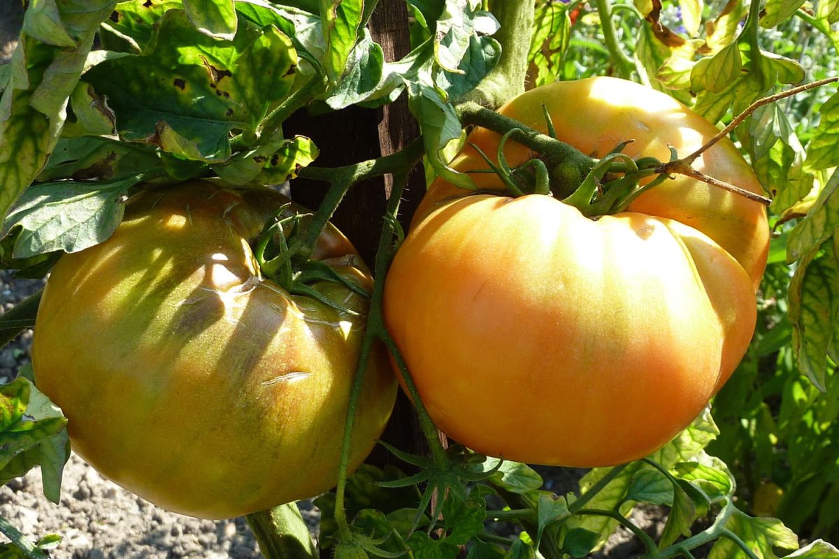 Les indispensables du potager en août