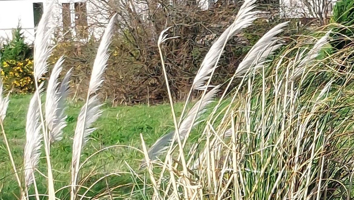 L'herbe de la pampa, une menace persistante dans le Cotentin