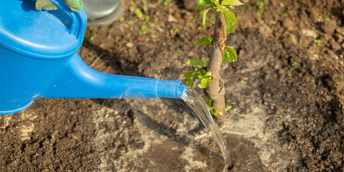 Un bon arrosage, clé du succès pour vos arbres ?