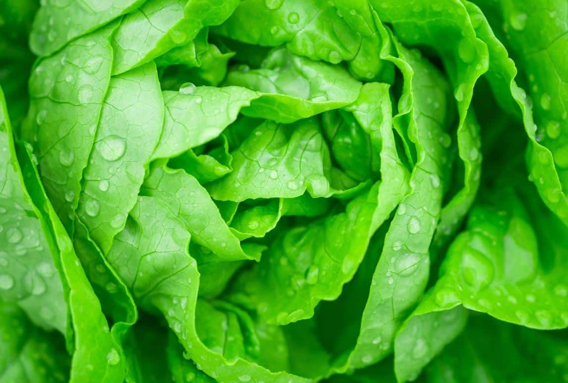 des astuces simples pour garder votre salade fraîche tout l'été